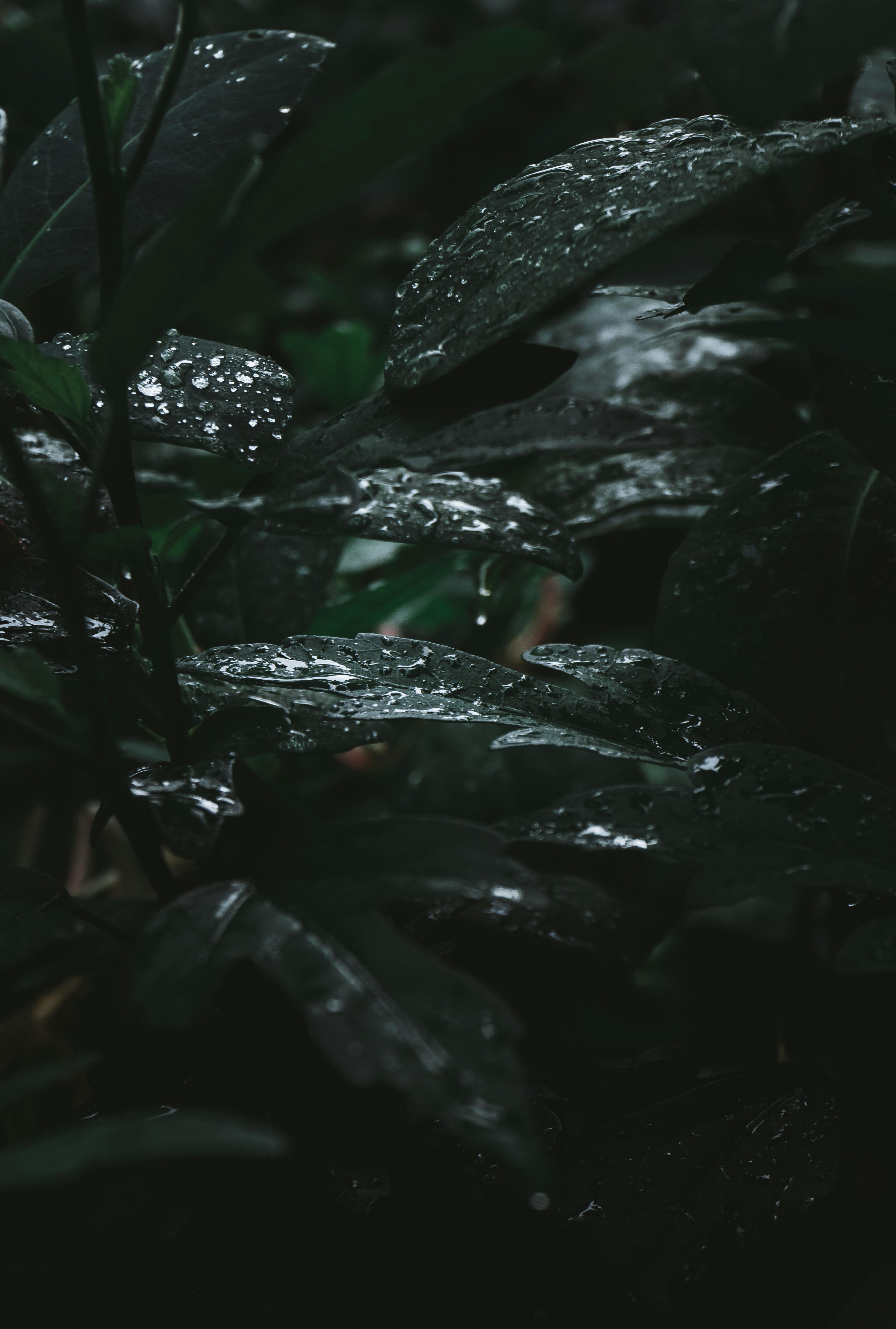 water droplets on green leaves